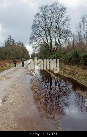 Ein älteres Paar, das auf einem Wanderweg durch einen abgelegenen Wald geht Wald in ländlicher Landschaft Landschaft im Winter mit Wasserpfütze Und Baumrefle Stockfoto