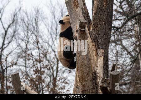 Berlin, Deutschland. März 2021, 04th. Einer der beiden jungen Pandas im Zoo zeigt seine Kletterkünste. Quelle: Paul Zinken/dpa-Zentralbild/dpa/Alamy Live News Stockfoto