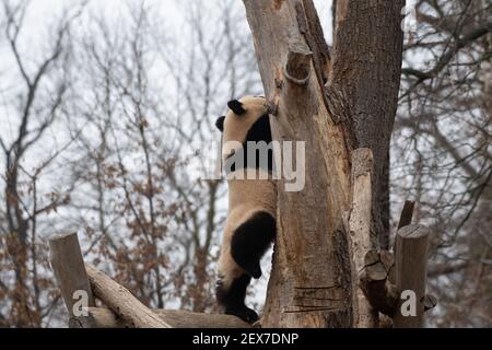 Berlin, Deutschland. März 2021, 04th. Einer der beiden jungen Pandas im Zoo zeigt seine Kletterkünste. Quelle: Paul Zinken/dpa-Zentralbild/dpa/Alamy Live News Stockfoto