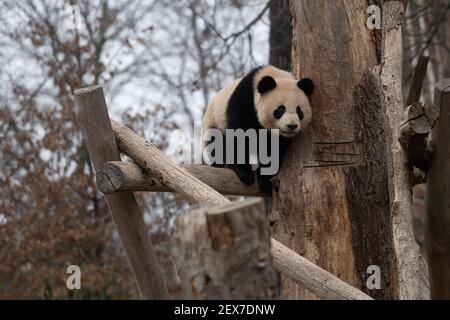 Berlin, Deutschland. März 2021, 04th. Einer der beiden jungen Pandas im Zoo zeigt seine Kletterkünste. Quelle: Paul Zinken/dpa-Zentralbild/dpa/Alamy Live News Stockfoto