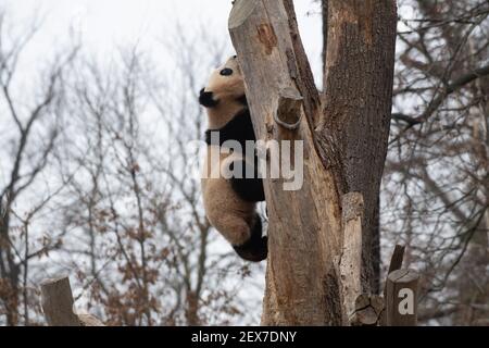 Berlin, Deutschland. März 2021, 04th. Einer der beiden jungen Pandas im Zoo zeigt seine Kletterkünste. Quelle: Paul Zinken/dpa-Zentralbild/dpa/Alamy Live News Stockfoto