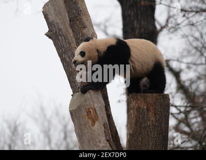 Berlin, Deutschland. März 2021, 04th. Einer der beiden jungen Pandas im Zoo zeigt seine Kletterkünste. Quelle: Paul Zinken/dpa-Zentralbild/dpa/Alamy Live News Stockfoto