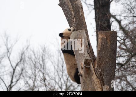 Berlin, Deutschland. März 2021, 04th. Einer der beiden jungen Pandas im Zoo zeigt seine Kletterkünste. Quelle: Paul Zinken/dpa-Zentralbild/dpa/Alamy Live News Stockfoto