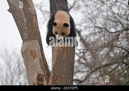 Berlin, Deutschland. März 2021, 04th. Einer der beiden jungen Pandas im Zoo zeigt seine Kletterkünste. Quelle: Paul Zinken/dpa-Zentralbild/dpa/Alamy Live News Stockfoto