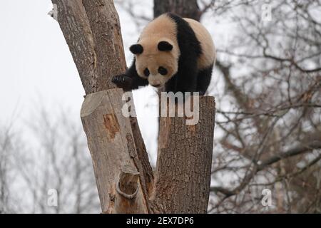 Berlin, Deutschland. März 2021, 04th. Einer der beiden jungen Pandas im Zoo zeigt seine Kletterkünste. Quelle: Paul Zinken/dpa-Zentralbild/dpa/Alamy Live News Stockfoto