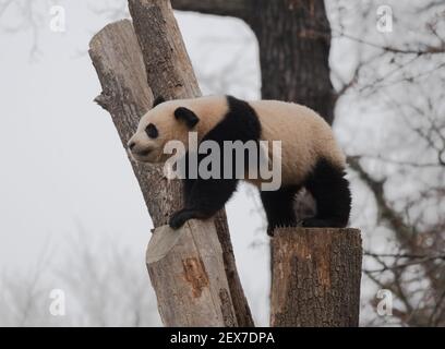 Berlin, Deutschland. März 2021, 04th. Einer der beiden jungen Pandas im Zoo zeigt seine Kletterkünste. Quelle: Paul Zinken/dpa-Zentralbild/dpa/Alamy Live News Stockfoto