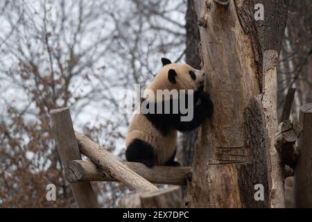 Berlin, Deutschland. März 2021, 04th. Einer der beiden jungen Pandas im Zoo zeigt seine Kletterkünste. Quelle: Paul Zinken/dpa-Zentralbild/dpa/Alamy Live News Stockfoto