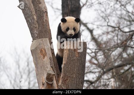 Berlin, Deutschland. März 2021, 04th. Einer der beiden jungen Pandas im Zoo zeigt seine Kletterkünste. Quelle: Paul Zinken/dpa-Zentralbild/dpa/Alamy Live News Stockfoto