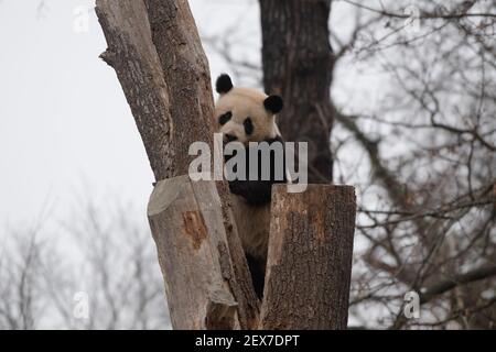 Berlin, Deutschland. März 2021, 04th. Einer der beiden jungen Pandas im Zoo zeigt seine Kletterkünste. Quelle: Paul Zinken/dpa-Zentralbild/dpa/Alamy Live News Stockfoto