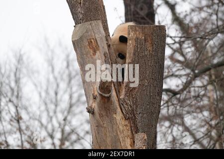 Berlin, Deutschland. März 2021, 04th. Einer der beiden jungen Pandas im Zoo zeigt seine Kletterkünste. Quelle: Paul Zinken/dpa-Zentralbild/dpa/Alamy Live News Stockfoto