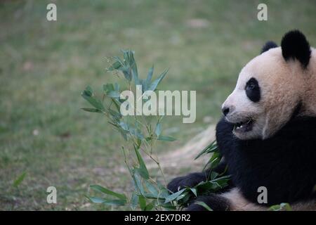Berlin, Deutschland. März 2021, 04th. Einer der beiden jungen Pandas genießt Bambus im Zoo. Quelle: Paul Zinken/dpa-Zentralbild/dpa/Alamy Live News Stockfoto