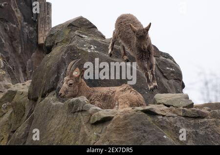 Berlin, Deutschland. März 2021, 04th. Ein junger sibirischer Steinbock springt im Zoo auf einen Felsen. Quelle: Paul Zinken/dpa-Zentralbild/dpa/Alamy Live News Stockfoto