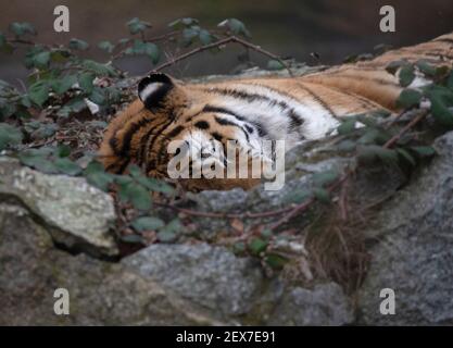 Berlin, Deutschland. März 2021, 04th. Ein Tiger hat sich in einer Felsennische im Zoo wohlgefühlt und schläft. Quelle: Paul Zinken/dpa-Zentralbild/dpa/Alamy Live News Stockfoto