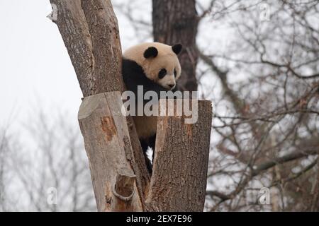Berlin, Deutschland. März 2021, 04th. Einer der beiden jungen Pandas im Zoo zeigt seine Kletterkünste. Quelle: Paul Zinken/dpa-Zentralbild/dpa/Alamy Live News Stockfoto