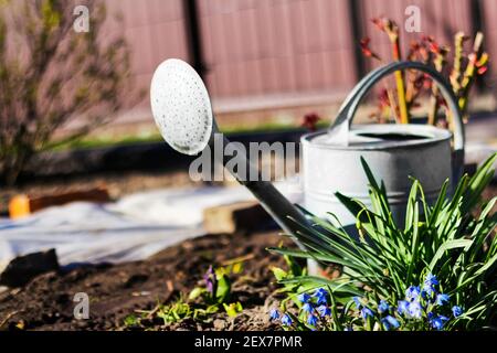 Unschärfe-Bewässerung kann stehen. Alte, rostige graue Gießkanne aus Eisen, die im Garten auf dem Boden steht. Gartenarbeit für zu Hause. Terrasse. Pflanzen und Anbauen. Springti Stockfoto