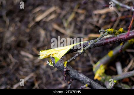 Gebrochener Ast des Apfelbaums. Schadet der Umwelt. Frühjahrsputz im Garten. Haufen von Ästen von Obstbäumen mit hellgrünen Flecken, Zweige von Stockfoto