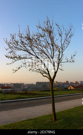 Erste Frühlingsknospen im März vor dem Ende des Winters auf einem Baum in der Morgensonne mit Blick auf Santander und die Berge Kantabrien Spanien Stockfoto