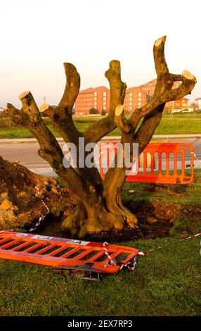 Dicke stark zurückgeschnitten Äste eines neu gepflanzten unidentifizierten Baumarten in der frühen Morgensonne mit orangen Barrieren Santander Kantabrien Spanien Stockfoto