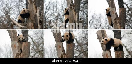 Berlin, Deutschland. März 2021, 04th. KOMBO - einer der beiden jungen Pandas im Zoo zeigt seine Kletterkünste. Quelle: Paul Zinken/dpa-Zentralbild/dpa/Alamy Live News Stockfoto