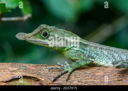 Blattscheidechse (Ceratophora tennentii), eine in Sri Lanka endemische Art. Stockfoto