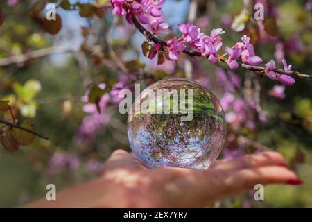 Ein Zweig eines Cercis-Baumes, der mit rosa Blüten blüht Und eine Kristallkugel an der Hand einer Frau, die blüht Bäume Stockfoto