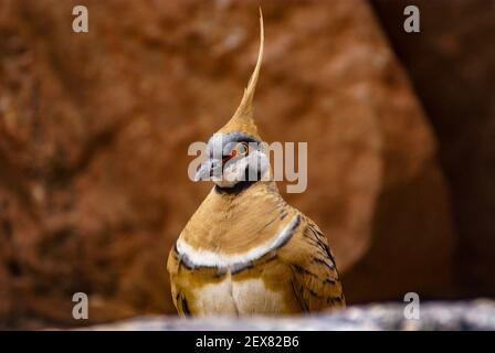 Spinifex-Taube, Geophaps plumifera, Taube in natürlichem Lebensraum, West MacDonnell Ranges, Australien Stockfoto