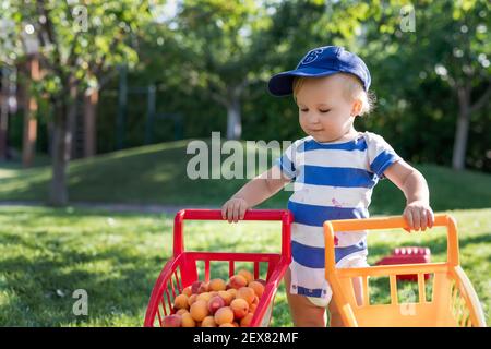 Portrait von kleinen kaukasischen niedlichen blonden Kleinkind Junge halten Spielzeug Warenkorb voll von süßen reifen Aprikosen gegen grünen Baum und Rasen im Garten. Wenig Stockfoto