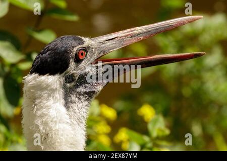 Asiatischer Wollhals Ciconia episcopus Wollhals- oder Weißeckstorch Stockfoto