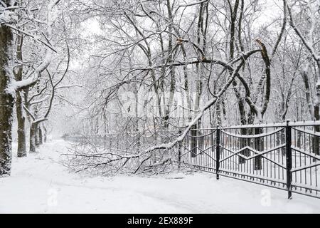Fallender Baum nach Schneelast und Schnee an schneebedeckter Winterstraße in einer Stadt. Wetterprognose-Konzept. Schneebedeckter Winter Stockfoto
