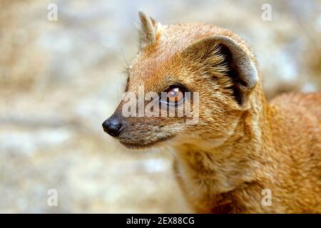 Gelbe Mungo Cynictis penicillata Stockfoto