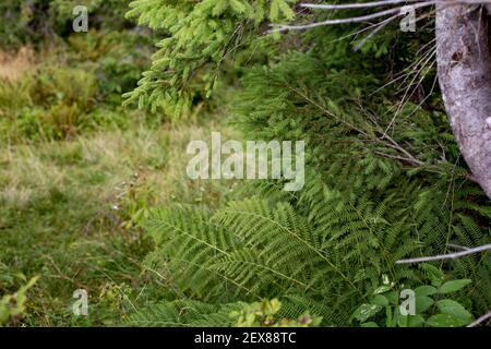 Ein Nahaufnahme von Farn, der neben einer Kiefer wächst Baum in einem Wald Stockfoto