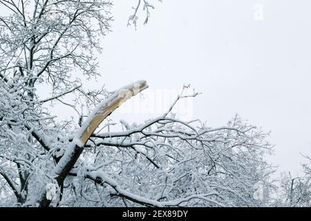 Fallender Baum nach Schneelast und Schnee im schneebedeckten Winterpark in einer Stadt. Wetterprognose-Konzept. Schneebedeckter Winter Stockfoto