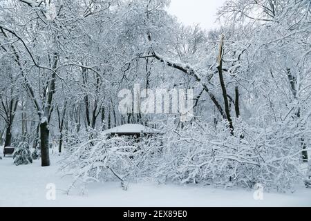 Fallender Baum nach Schneelast und Schnee im schneebedeckten Winterpark in einer Stadt. Wetterprognose-Konzept. Schneebedeckter Winter Stockfoto