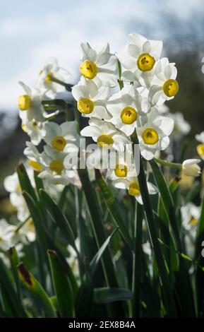 Nahaufnahme eines Klumpen japanischer Narzissen (Narcissus tazetta var. chinensis) Stockfoto