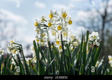 Nahaufnahme eines Klumpen japanischer Narzissen (Narcissus tazetta var. chinensis) Stockfoto