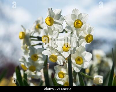 Nahaufnahme eines Klumpen japanischer Narzissen (Narcissus tazetta var. chinensis) Stockfoto