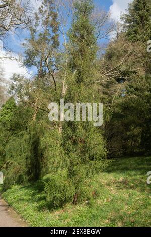 Üppiges grünes Laub eines immergrünen Nadelbaum (Athrotaxis cupressoides) An einem sonnigen Wintertag in einem Waldgarten In Devon Stockfoto