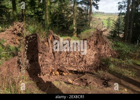 Wurzeln eines gefallenen Evergreen Douglas Fir Tree (Pseudotsuga menzierii) in einem Wald an einem hellen sonnigen Wintertag in Rural Devon, England, Großbritannien Stockfoto