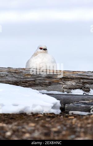 Das männliche Felsenschneehuhn, Lagopus muta, guckt über einen alten Holzschläfer in Svalbard, einem norwegischen Archipel zwischen dem norwegischen Festland und dem Nordpol Stockfoto