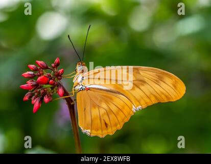 Ein einziger orangefarbener Schmetterling auf einer roten Blume Stockfoto