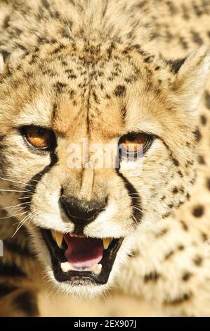 Gepard der Aggression (Acinonyx jubatus) Stockfoto