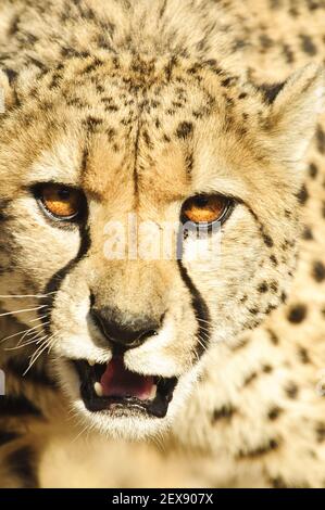 Gepard der Aggression (Acinonyx jubatus) Stockfoto