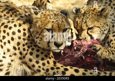 Fütterung von Geparden (Acinonyx jubatus) Stockfoto