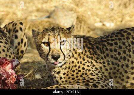 Fütterung von Geparden (Acinonyx jubatus) Stockfoto