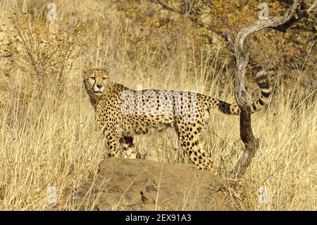 Gepard mit Duftmarkierung (Acinonyx jubatus) Stockfoto