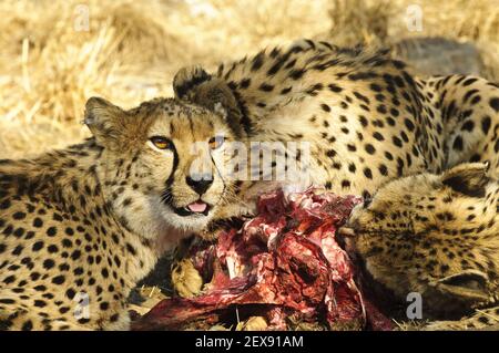 Fütterung von Geparden (Acinonyx jubatus) Stockfoto