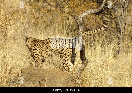 Gepard mit Duftmarkierung (Acinonyx jubatus) Stockfoto