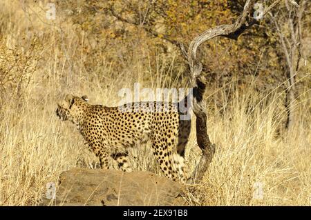 Gepard mit Duftmarkierung (Acinonyx jubatus) Stockfoto