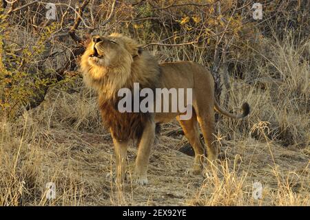 Brüllender männlicher Löwe (Panthera pardus) Stockfoto