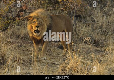 Brüllender männlicher Löwe (Panthera pardus) Stockfoto